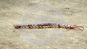 Image of centipedes or chilopoda on the ground. Animal. poisonous animals