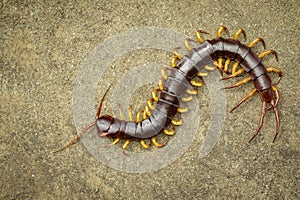 Image of centipedes or chilopoda on the ground. Animal. poisonous animals