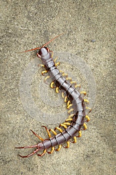 Image of centipedes or chilopoda on the ground. Animal. poisonous animals
