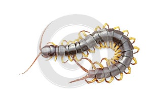 Image of centipedes or chilopoda isolated on white background. Animal. Poisonous animals