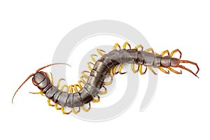 Image of centipedes or chilopoda isolated on white background. Animal. Poisonous animals
