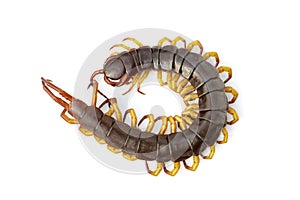 Image of centipedes or chilopoda isolated on white background. Animal. Poisonous animals