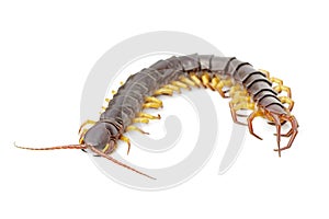 Image of centipedes or chilopoda isolated on white background. Animal. Poisonous animals