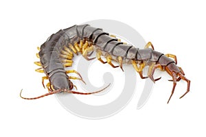 Image of centipedes or chilopoda isolated on white background. Animal. Poisonous animals