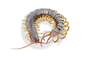 Image of centipedes or chilopoda isolated on white background. Animal. Poisonous animals