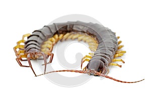 Image of centipedes or chilopoda isolated on white background. Animal. Poisonous animals