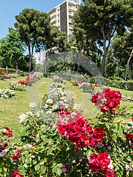 Image of the Cervantes Park, a large garden in which there are thousands of species of roses, Barcelona. Catalonia,