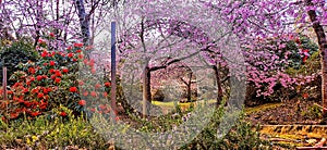 An image of cherry blossom at the garden in Kaitoke in New Zealand