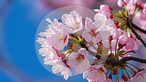 Image Cherry blossom tree macro detail with pink blue background