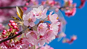 Image Cherry blossom tree macro detail with pink blue background