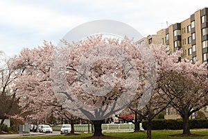 Cherry Blossom Trees, Buds, Leaves