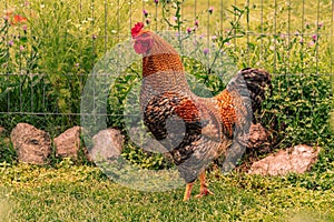 an image of a chicken in the grass and field setting