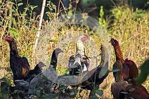 Image of chicken in green field.