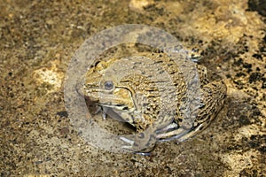 Image of Chinese edible frog, East Asian bullfrog, Taiwanese frog Hoplobatrachus rugulosus on the floor. Amphibian. Animal