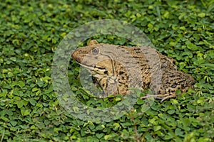 Image of Chinese edible frog, East Asian bullfrog, Taiwanese frog Hoplobatrachus rugulosus on the grass. Amphibian. Animal