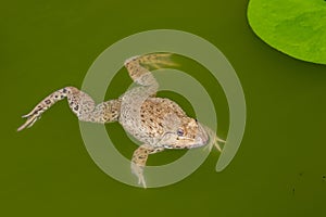 Image of Chinese edible frog, East Asian bullfrog, Taiwanese frog Hoplobatrachus rugulosus on the water. Amphibian. Animal