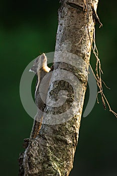 Image of Chipmunk small striped rodent on tree.