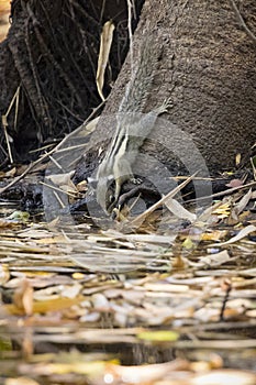Image of chipmunk on the tree.