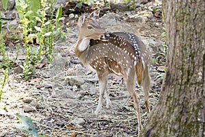 Image of a chital or spotted deer on nature background.