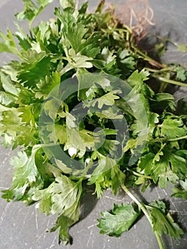 Image of cilantro in maharashtra