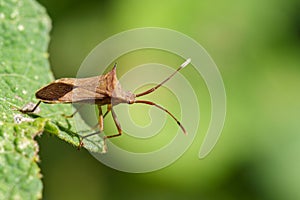 Image of Cletus trigonus Hemiptera on a green leaf. photo