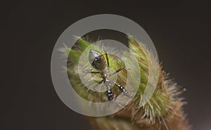 Close shot of the sinea the assassin bug