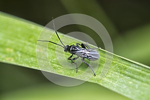 Close shot of the spider wasp