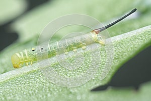close shot of a tiny green hawk moth caterpillar feeding on leaves.