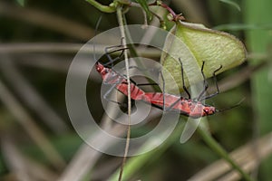 Close shot of the tiny leptocoris augur mating.