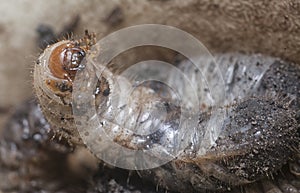 Close shot of the white soil beetle larvae