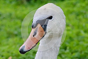 Mute Swan (Cygnus olor) adult close up of face photo