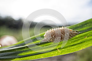 Close up of the brown-colored mantid egg case on the blade of grass.