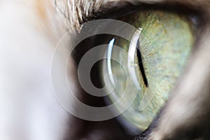 Image of close up on a cat eye