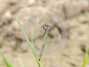 Hunchback bee fly perching on the tips of the weed grass.