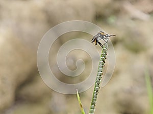 Hunchback bee fly perching on the tips of the weed grass.