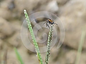 Hunchback bee fly perching on the tips of the weed grass.