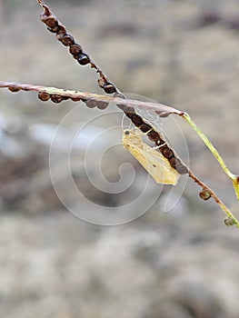 Marimatha nigrofimbria on the tips of the weed grass.
