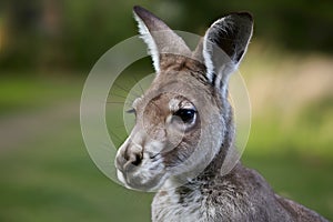 Image Close up portrait highlighting kangaroos distinctive features