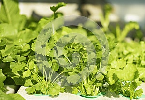 An image close-up selected focus coriander leaf green is a plant on the garden a fresh the bunch