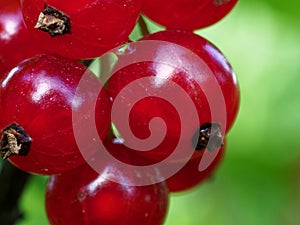 The image is a close-up of several bright red berries with visible sepals, against a blurred green background