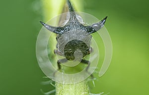 close up of the tiny leptocentrus taurus insect.