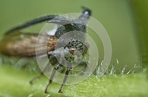 close up of the tiny leptocentrus taurus insect.