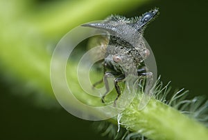 close up of the tiny leptocentrus taurus insect.