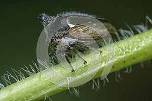 close up of the tiny leptocentrus taurus insect.