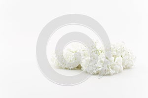 image close up of white annabelle hydrangea faded flowers on white