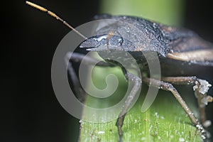 Closeup of the brown shield or stink bug