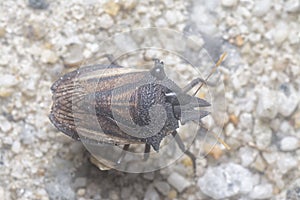 Closeup of the brown shield or stink bug