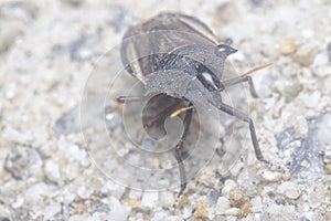 Closeup of the brown shield or stink bug