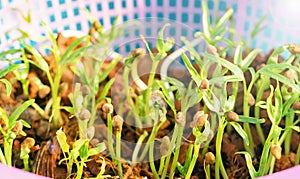 An image closeup selected focus grow seed vegetable a hydroponics nursery environment in the farm on farming use for background