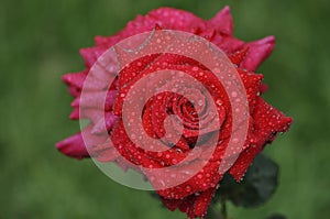 Elegant and graceful red rose with cold dew drops